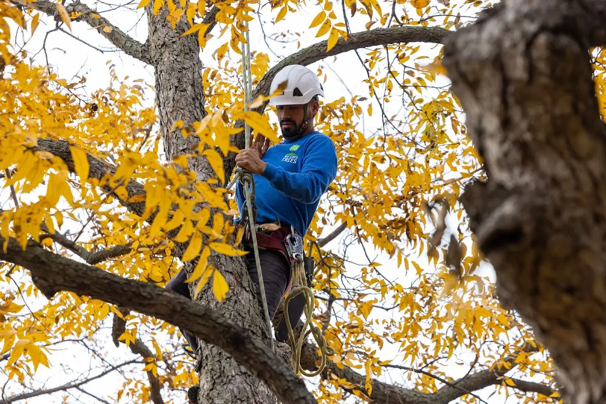 Skilled Storm Damage Cleanup crew working in Tilton